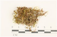 登錄號:B00013007藏品圖，第1張