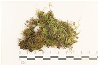 登錄號:B00013078藏品圖，第1張