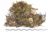 登錄號:B00013088藏品圖，第1張