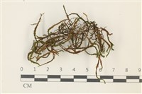 登錄號:B00013090藏品圖，第1張