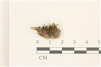 登錄號:B00013092藏品圖，第1張