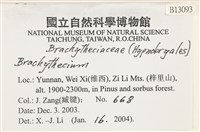 登錄號:B00013093藏品圖，第2張