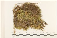 登錄號:B00013093藏品圖，第1張