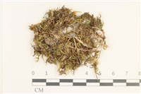 登錄號:B00013095藏品圖，第1張