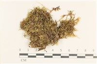 登錄號:B00013096藏品圖，第1張