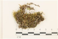 登錄號:B00013097藏品圖，第1張