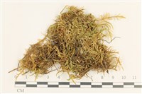 登錄號:B00013099藏品圖，第1張