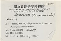 登錄號:B00013199藏品圖，第2張