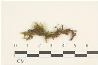 登錄號:B00013199藏品圖，第1張