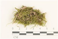 登錄號:B00013201藏品圖，第1張
