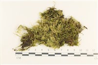 登錄號:B00013203藏品圖，第1張
