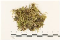 登錄號:B00013204藏品圖，第1張