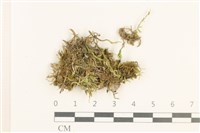 登錄號:B00013205藏品圖，第1張
