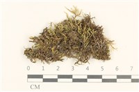 登錄號:B00013206藏品圖，第1張