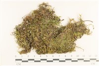 登錄號:B00013208藏品圖，第1張
