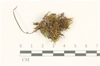 登錄號:B00013251藏品圖，第1張