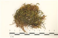 登錄號:B00013253藏品圖，第1張