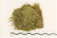 登錄號:B00013257藏品圖，第1張