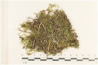 登錄號:B00013258藏品圖，第1張