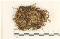 登錄號:B00013260藏品圖，第1張