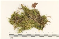 登錄號:B00013261藏品圖，第1張