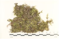 登錄號:B00013262藏品圖，第1張