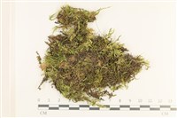 登錄號:B00013263藏品圖，第1張