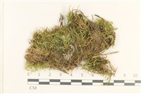 登錄號:B00013264藏品圖，第1張