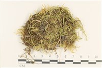 登錄號:B00013267藏品圖，第1張