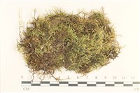 登錄號:B00013269藏品圖，第1張