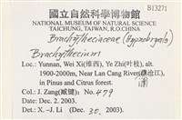 登錄號:B00013271藏品圖，第2張