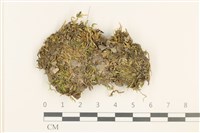 登錄號:B00013271藏品圖，第1張