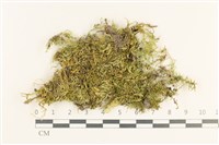 登錄號:B00013272藏品圖，第1張