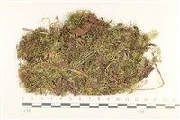 登錄號:B00013273藏品圖，第1張