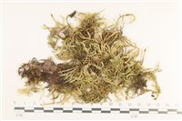 登錄號:B00013276藏品圖，第1張