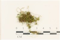 登錄號:B00013280藏品圖，第1張