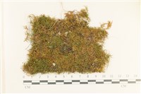 登錄號:B00013281藏品圖，第1張