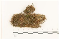 登錄號:B00013282藏品圖，第1張