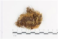 登錄號:B00013379藏品圖，第1張