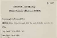 索氏叢本蘚藏品圖，第2張