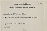 皺葉牛舌蘚藏品圖，第2張