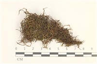 登錄號:B00013393藏品圖，第1張