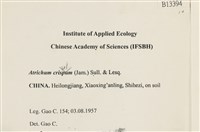 卷葉仙鶴蘚藏品圖，第2張