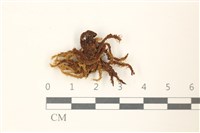 登錄號:B00013396藏品圖，第1張