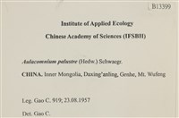 沼澤皺蒴蘚藏品圖，第2張