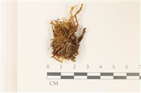 沼澤皺蒴蘚藏品圖，第1張