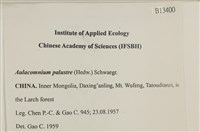 沼澤皺蒴蘚藏品圖，第2張