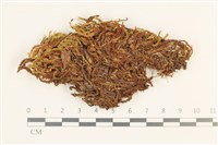 沼澤皺蒴蘚藏品圖，第1張