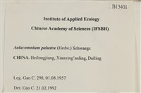 沼澤皺蒴蘚藏品圖，第2張