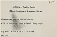 沼澤皺蒴蘚藏品圖，第2張